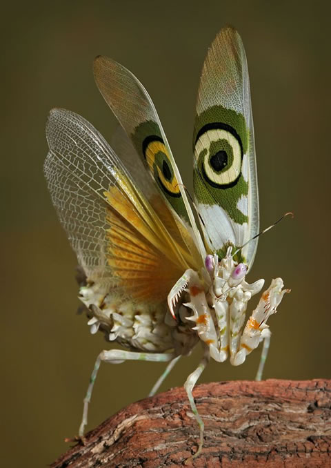 [Image: insect-photo.jpg]
