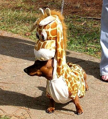 Puppy Halloween Costumes on Now That S A Great Dog Halloween Costume  Found At Humor Beecy Net  S