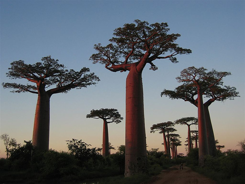 Baobab at sunset
