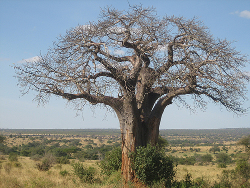 Baobab in Tanzania