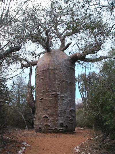 Teapot baobab