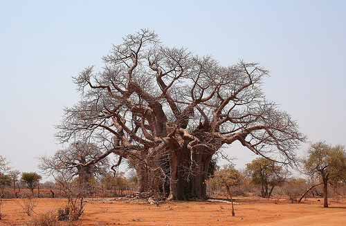 Another baobab in Africa