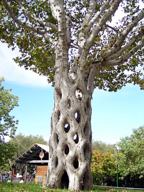 Basket Circus Tree