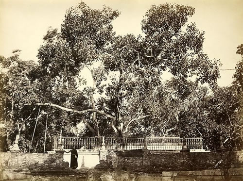 Banyan Tree which Buddha sat under