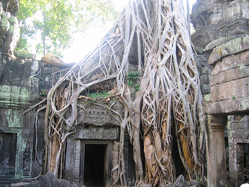 Banyan tree at Ta Prohm temple