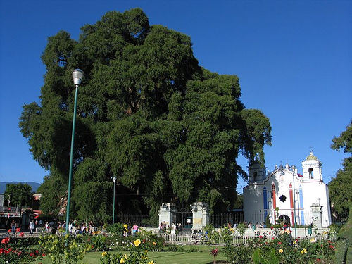 Tule Tree next to a church