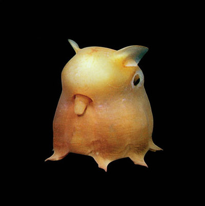 dumbo-octopus.jpg