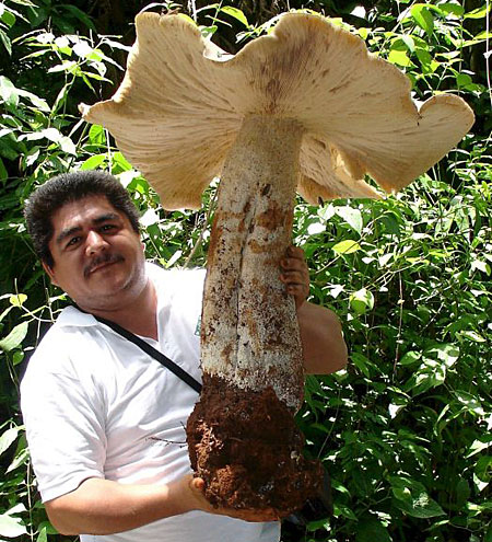 [Obrazek: giant-mushroom.jpg]