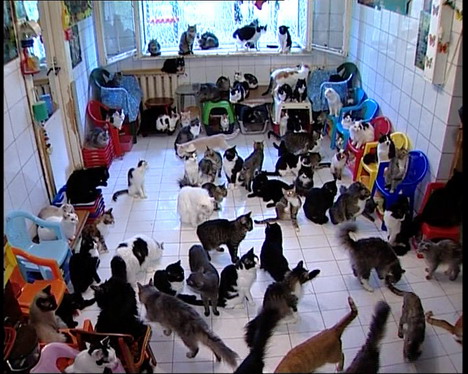 [Image: 130-cats-in-apartment.jpg]