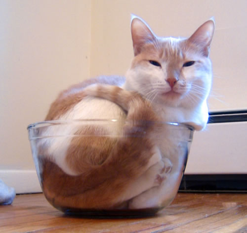 cat-in-bowl.jpg