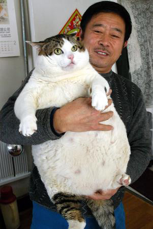 fat caty
