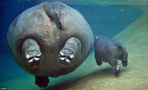 hippo-butts.jpg