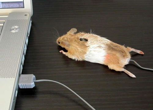 computer-mouse-taxidermy.jpg