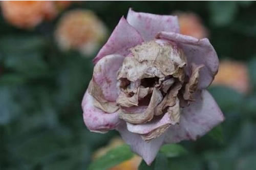 http://static.neatorama.com/images/2011-02/skull-flower.jpg
