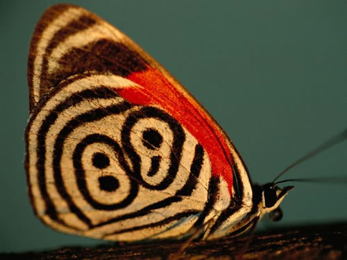 http://static.neatorama.com/images/2011-03/neglected-88-butterfly.jpg