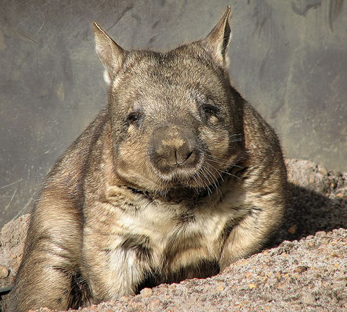 Sad Hairy-Nosed Wombat is Sad - Neatorama
