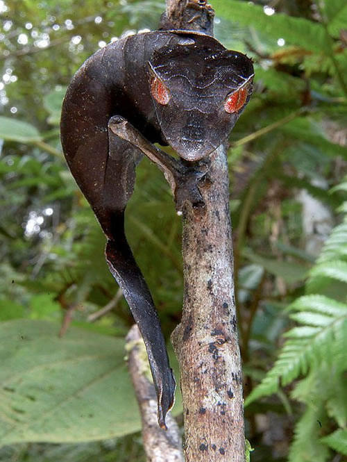 satanic-leaf-tailed-gecko.jpg