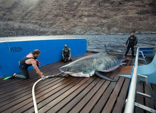 What is the largest shark ever caught?