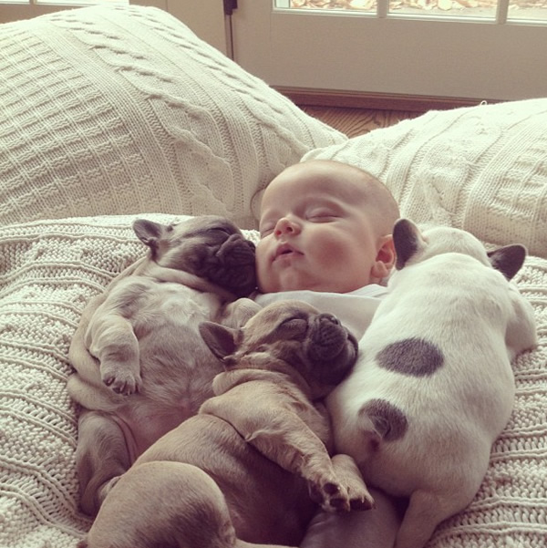 baby-covered-in-french-bulldog-puppies.jpg