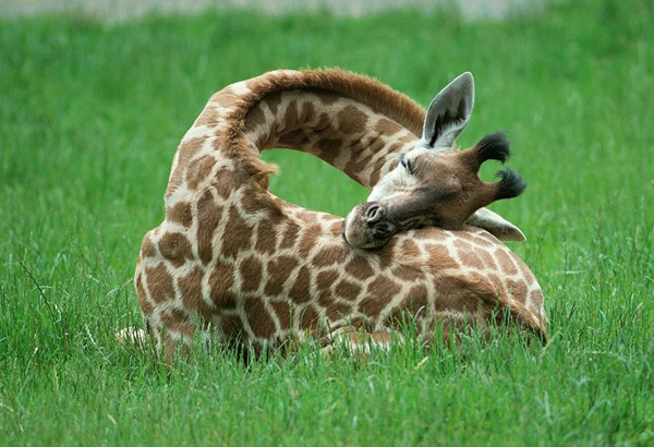 Kako spijo žirafe?