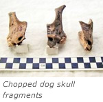 Chopped dog skull fragments suggest ritual sacrifice in ancient Russia