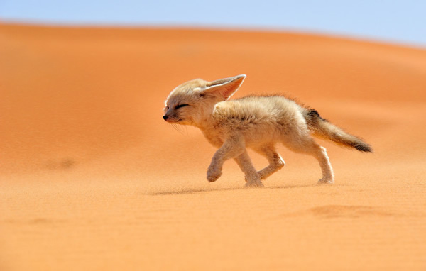 Fennec fox walking against the wind in Morocco