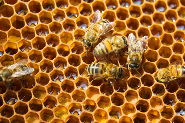 Hexagon honeycomb of bees