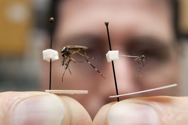 Monster-sized mosquito called Gallinippers