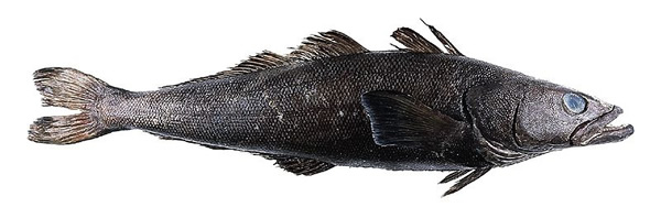 Patagonia Toothfish or Chilean sea bass