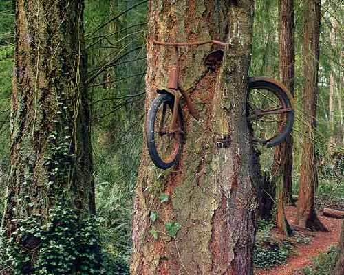 bike-in-tree.jpg