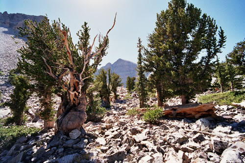 Prometheus bristlecone pine grove