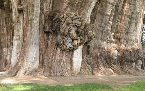 Detail of knotted burl of the Tule Tree