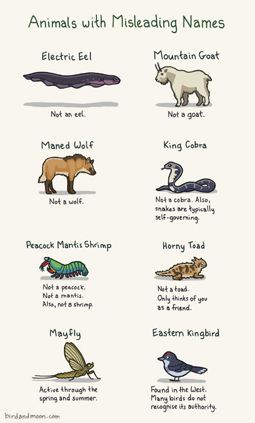 Animals with Misleading Names - Neatorama