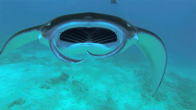 Swimming Manta Ray Looks Like a Spaceship
